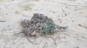 A necropsy found 220 pounds of debris in the whale's stomach, including sections of fishing nets. (Credit: Dan Parry)