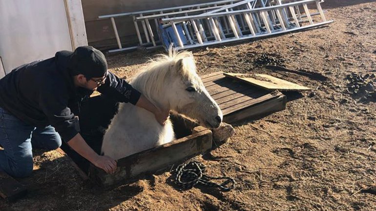 Firefighters rescued a horse trapped in a pit near Barstow on Dec. 27, 2019. (Credit: San Bernardino County Fire Department)