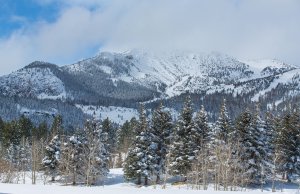 Part of the stock of evergreen trees available to be chopped down at Mammoth Lakes is seen in a file photo. (Credit: Dakota Snider/Mammoth Lakes Tourism)