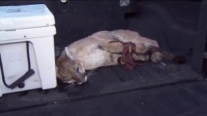 A tranquilized mountain lion is seen in Simi Valley on Dec. 12, 2019. (Credit: KTLA)