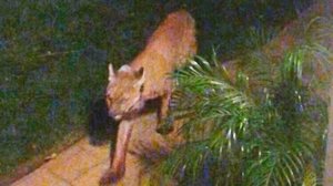 A surveillance image shared with KTLA shows the mountain lion believed to be involved in the Simi Valley attacks.
