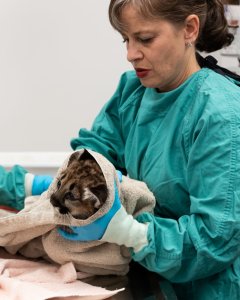 Dr. Alex Herman performs a routine procedure on an orphaned mountain lion cub in this photo released by the Oakland Zoo on Dec. 9, 2019. (Credit: Steven Gotz)