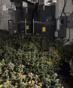 An illegal marijuana farm at a Livingston home where a deputy was shot during an alleged robbery on Dec. 18, 2019. (Credit: Merced County Sheriff's Office)