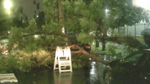 A downed tree is seen in Koretown on Dec. 23, 2019. (Credit: KTLA)