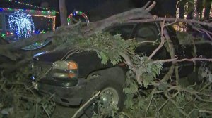 A tree landed on top of two vehicles in Santa Ana on Dec. 31, 2019. (Credit: KTLA)