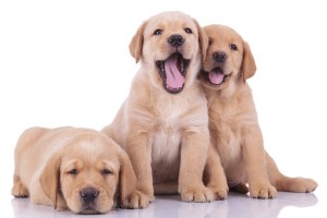 Three labrador retriever puppy dogs.