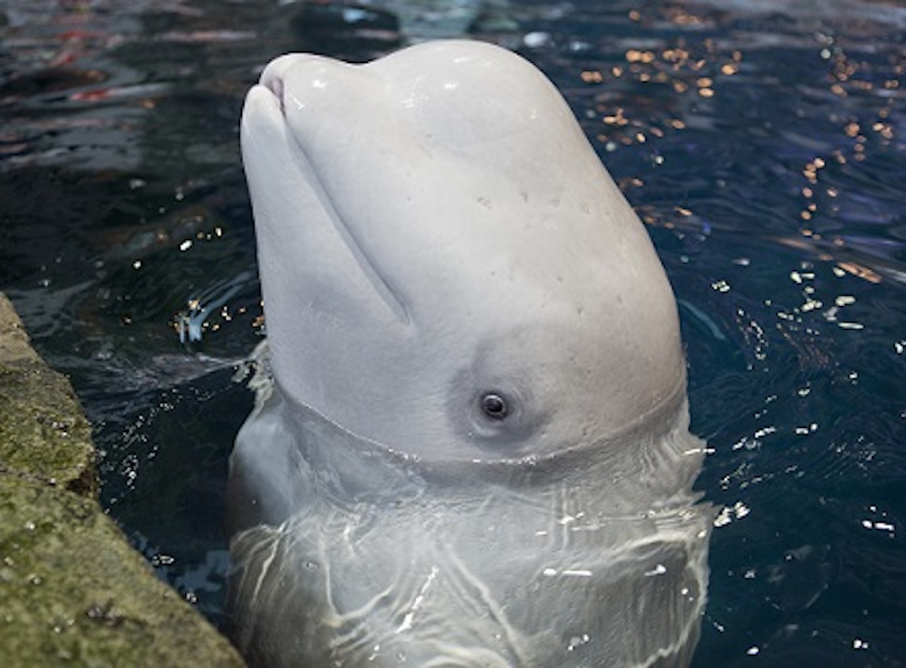 whale