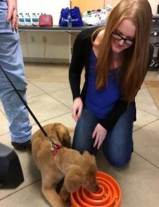 Photo credit: Arizona Humane Society