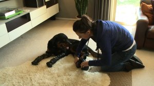 Brutus, a 2-year old Rottweiler, is walking again thanks to modern technology and months of training. He's said to be only the second dog ever known to have four prosthetic limbs.