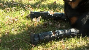 Brutus, a 2-year old Rottweiler, is walking again thanks to modern technology and months of training. He's said to be only the second dog ever known to have four prosthetic limbs.