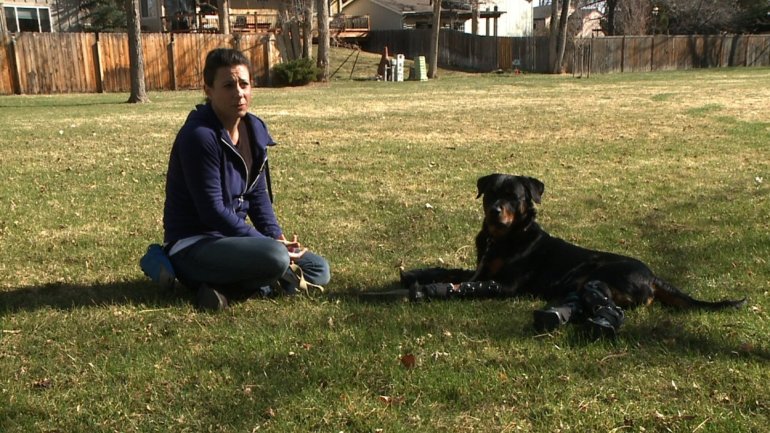 Brutus, a 2-year old Rottweiler, is walking again thanks to modern technology and months of training. He's said to be only the second dog ever known to have four prosthetic limbs.