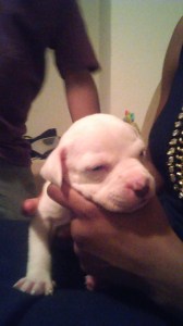 The family puppy that died the morning that the graffitied van was discovered. Kaufman PD assume it was poisoned.