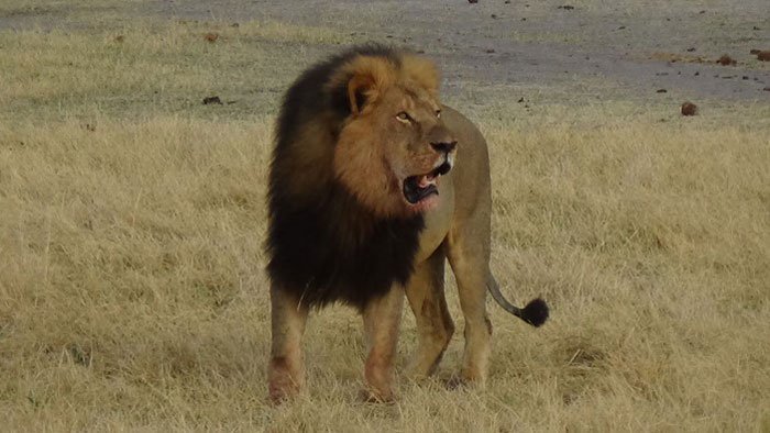 An American man is being sought in connection with a case that has drawn international attention -- the killing of Cecil the lion -- Zimbabwean officials said Tuesday, July 28, 2015. The man suspected in Cecil's death is Walter James Palmer of Eden Prairie, Minnesota, according to Johnny Rodrigues, head of the Zimbabwe Conservation Task Force.