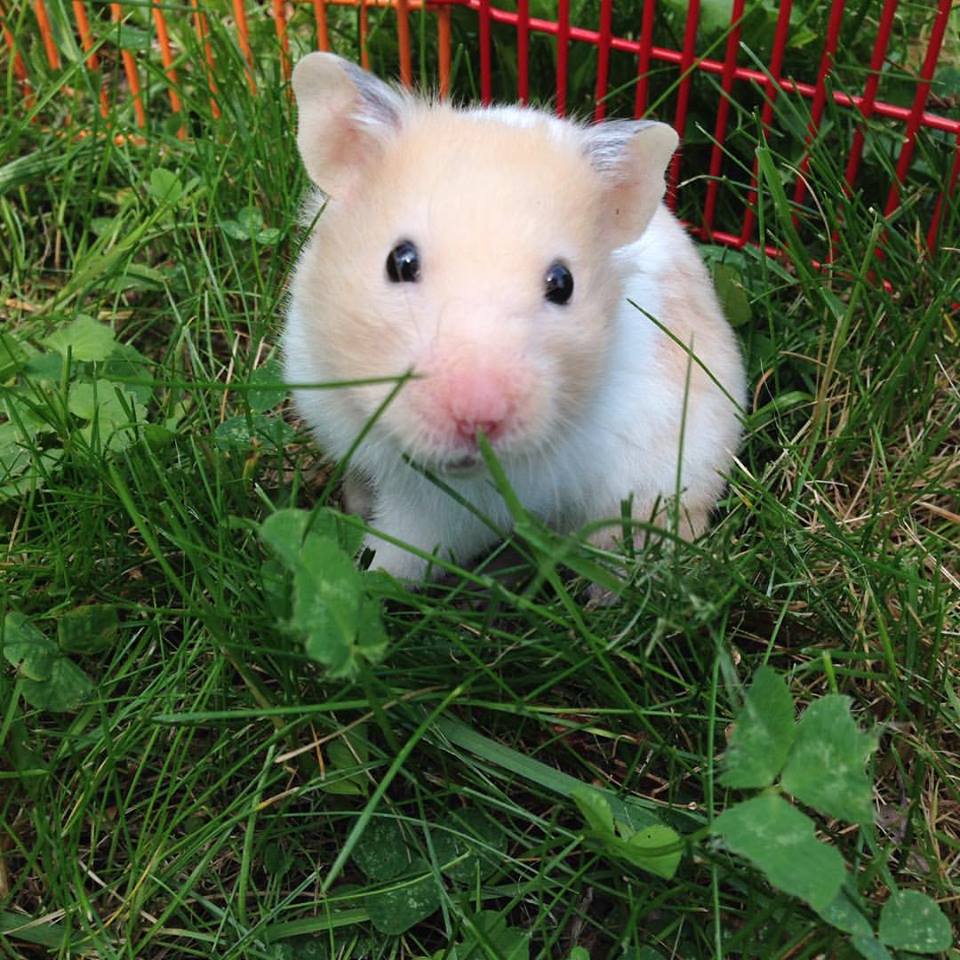 Hamster sanctuary clearance near me