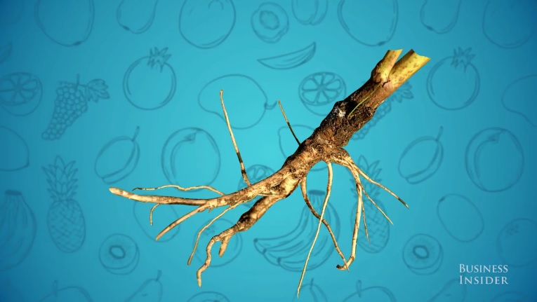 Wild Carrot Credit: Business Insider