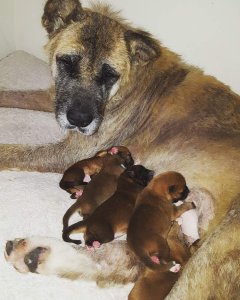Britney nurses her five puppies. (Pic: Dallas Pets Alive!)
