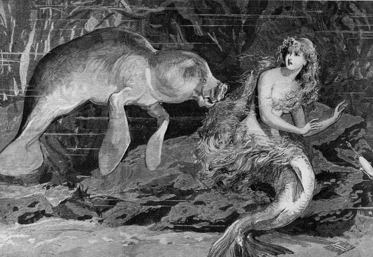 1889: A mermaid is startled by a manatee or sea cow. The manatee has long been thought to have inspired the stories of mermaid sightings. A newspaper illustration by Masquoid. (Photo by Rischgitz/Getty Images)