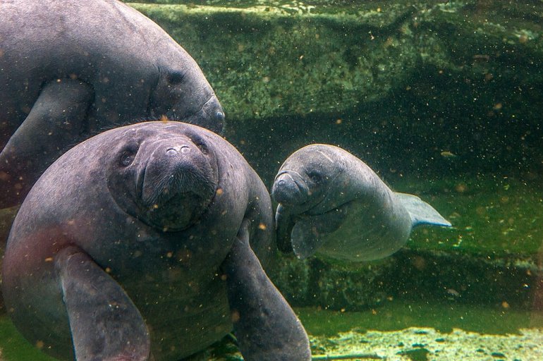Mandilo, a baby manatee which was born on April 24, 2014 swims near its mother on July 19, 2014 at the Zoo Parc of Beauval. Mandilo was rescued and bottle fed by trainers for a month until his mother accepted to breastfeed it. AFP PHOTO / GUILLAUME SOUVANT (Photo credit should read GUILLAUME SOUVANT/AFP/Getty Images)