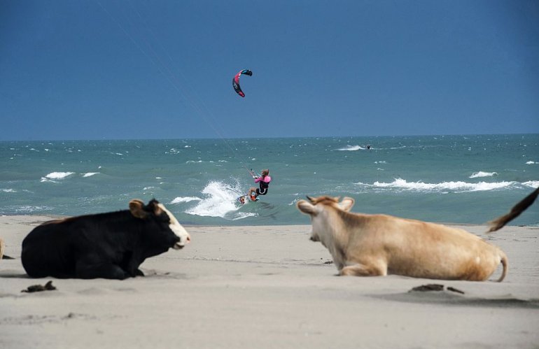 A kitesurfer sails on a downwind run on the waves of Mediterranean Sea as the cows stand on the shore of the sea near the town of Ulcinj on May 19, 2015. AFP PHOTO/ARMEND NIMANI (Photo credit should read ARMEND NIMANI/AFP/Getty Images)