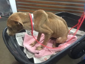 Coretta when she was dropped off at Dallas Animal Services (pic: Dallas Pets Alive!)