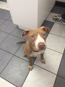 Coretta at 28 pounds (pic: Dallas Pets Alive!)