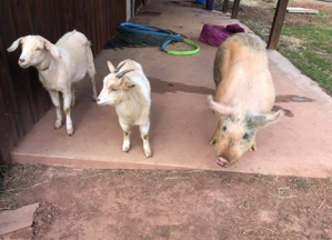 PHOTO: Fauquier SPCA)